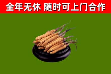江山市回收冬虫夏草